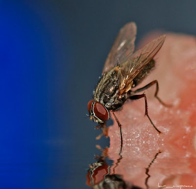 Musca-Fly-Zweiflügler-Diptera-Μύγα