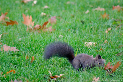 Veverita-Squirrel-Σκίουρος-Eichhörnchen-Mókus-Écureuil-Esquilo-Ardilla