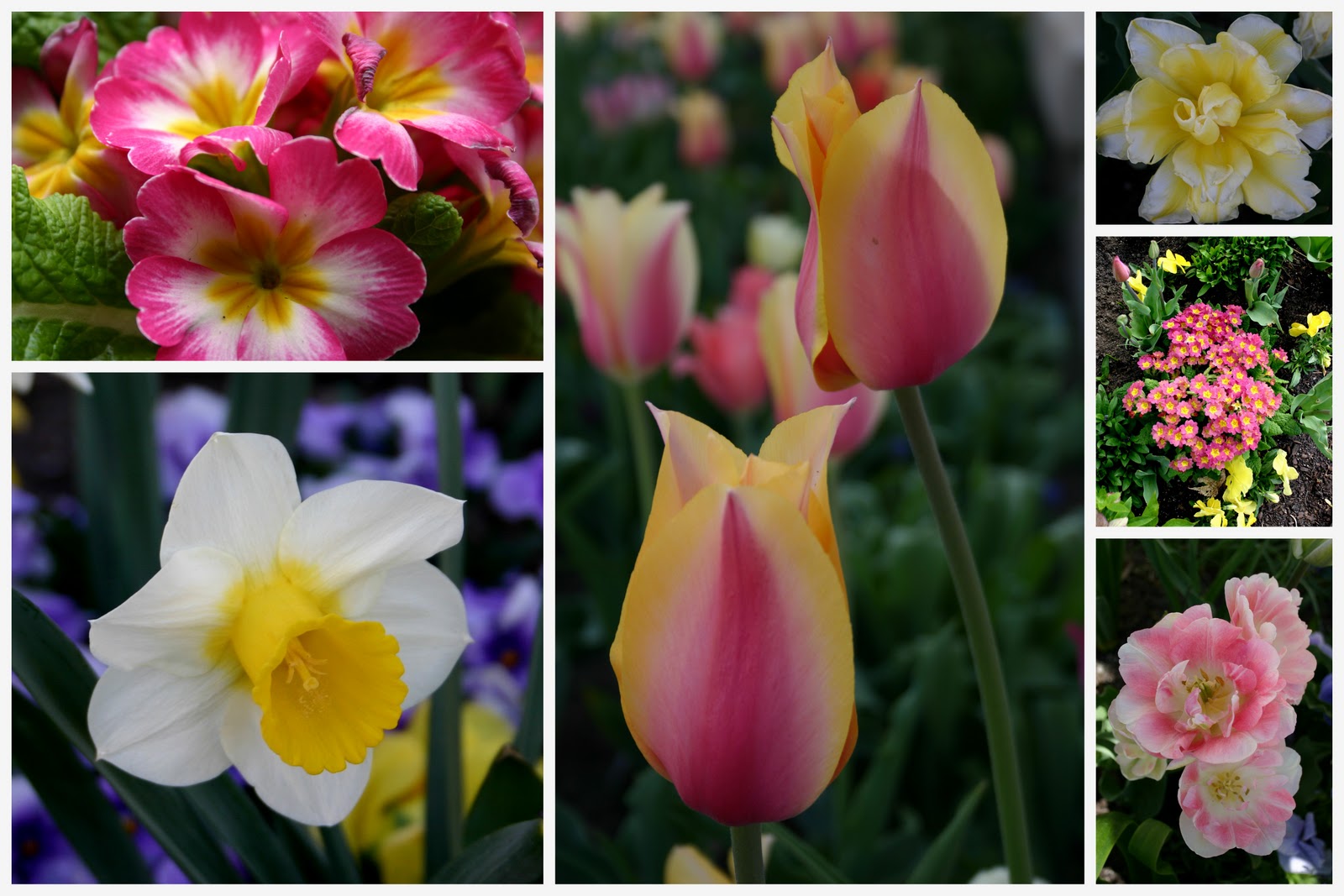 "WHEN WORDS FAIL, FLOWERS SPEAK" Sowing the Seeds