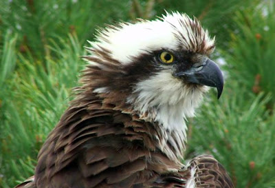 The female osprey has lived to three times the average lifespan of her breed and produced 46 chicks 