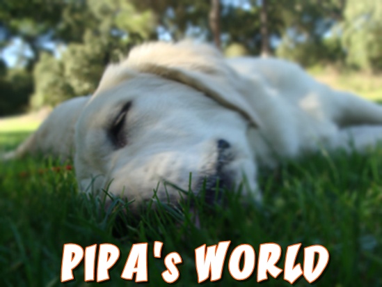 Pipa's World