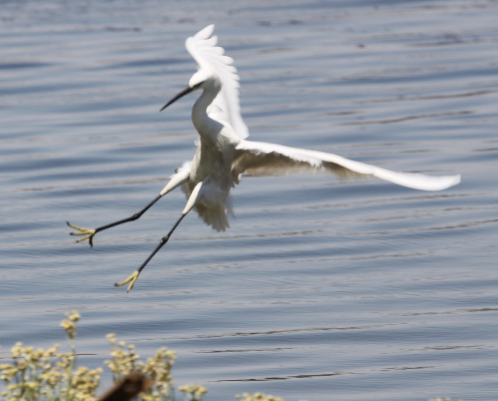 Birding in Egypt March birds near the Nile Luxor Egypt