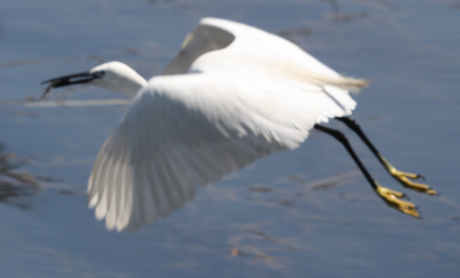 Birding in Egypt March birds near the Nile Luxor Egypt