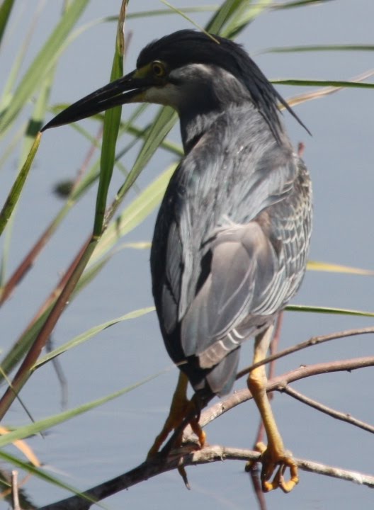 Birding in Egypt: 3/5/10 birds on the river Nile