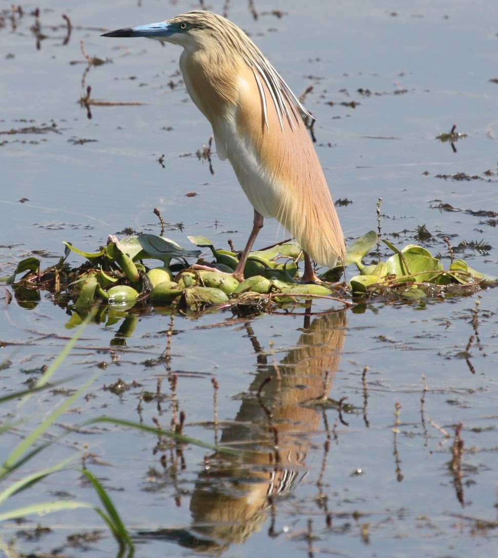 Birding in Egypt: 3/5/10 birds on the river Nile