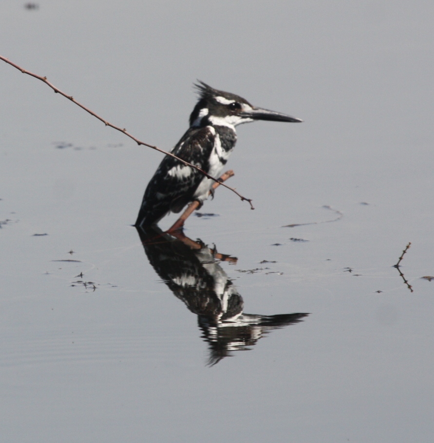 Birding in Egypt: 3/5/10 birds on the river Nile