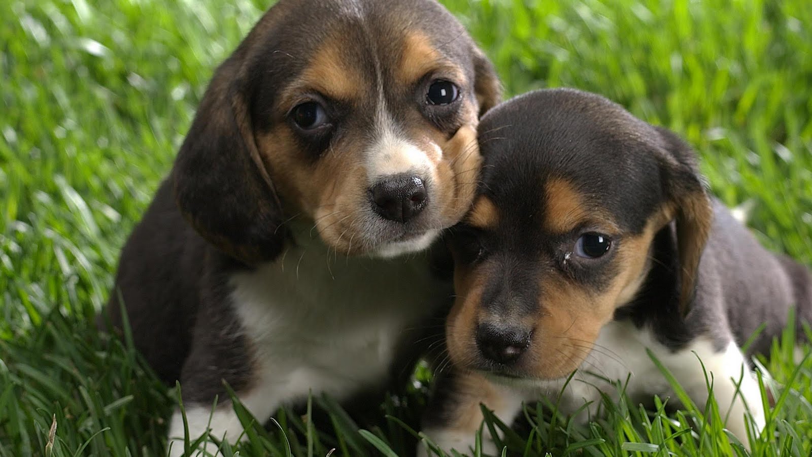 Beagle Puppy For Sale In Tasmania Australia