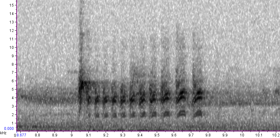 BIRD CALLS and SONGS: Tit calls