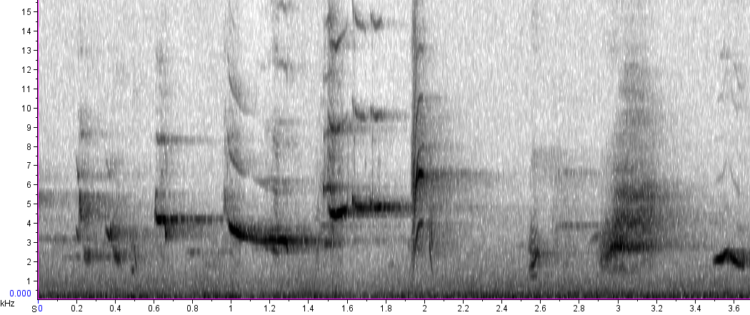 BIRD CALLS and SONGS: Mimid songs