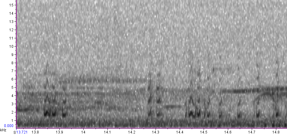 BIRD CALLS and SONGS: Flycatcher calls