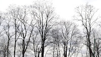 medford trees copyright kerry dexter
