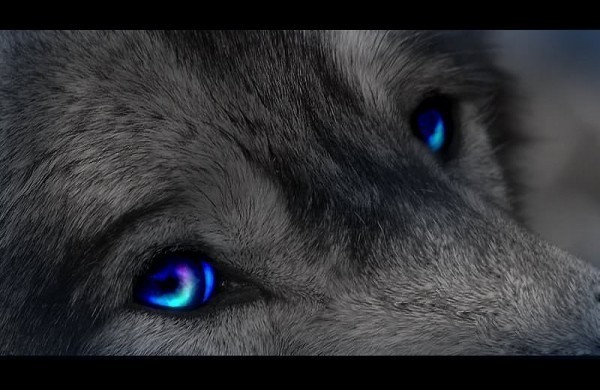 beautiful blue wolf eyes