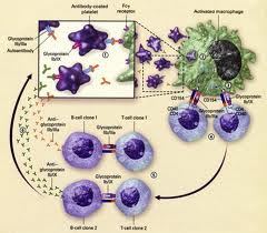 Image Result For Autoimun Image Result For Autoimun