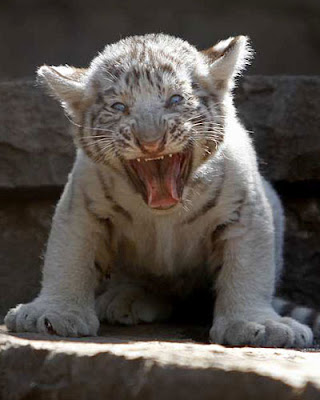 Filhote de tigre Filhote de tigre do zoológico em Santiago do Chile