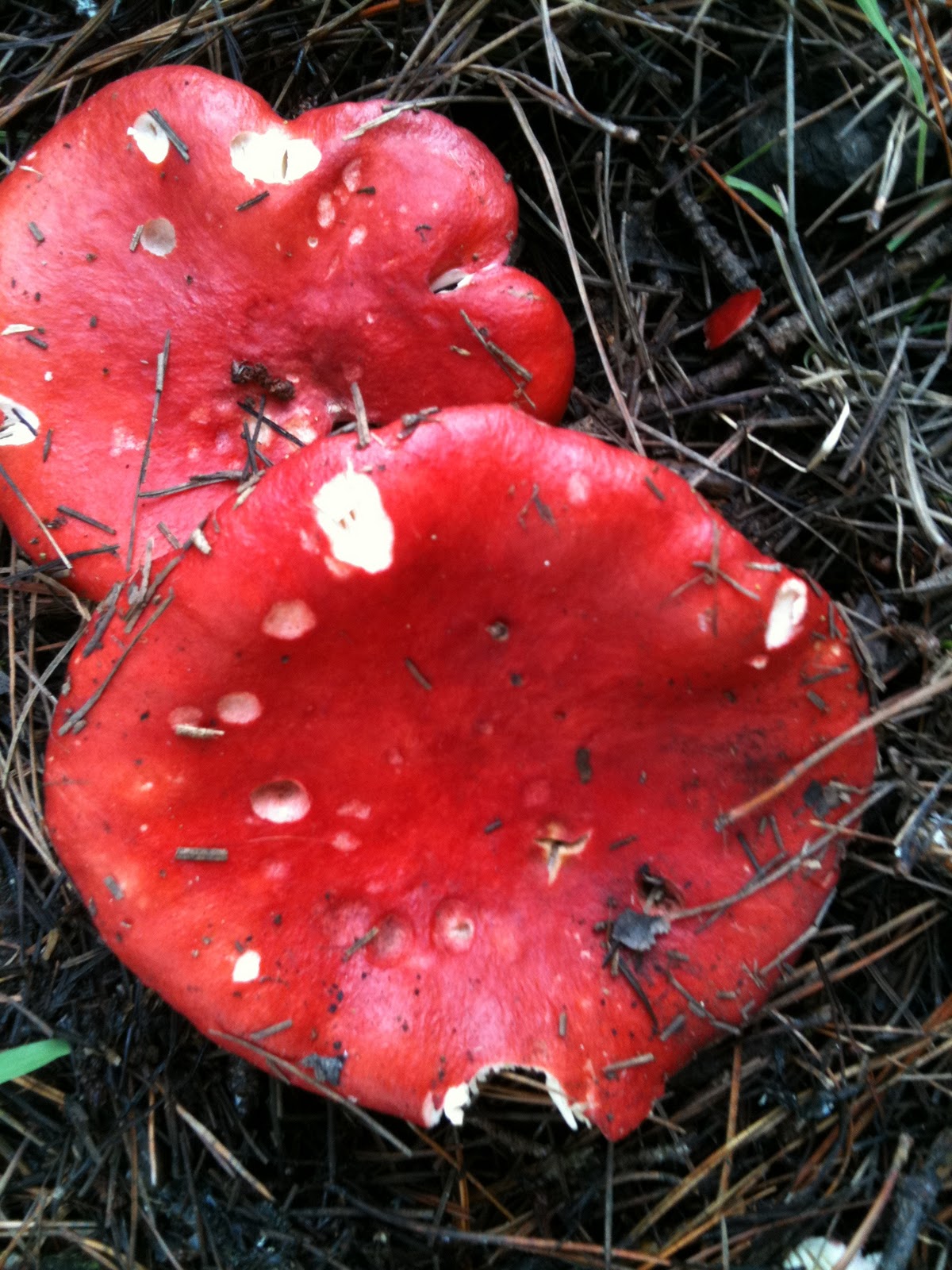 Soul Flower Farm Mushrooms
