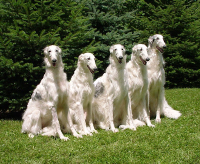 Five adult Borzoi dogs sitting in the park, Intelligent dogs