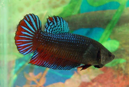 [betta1.jpg]