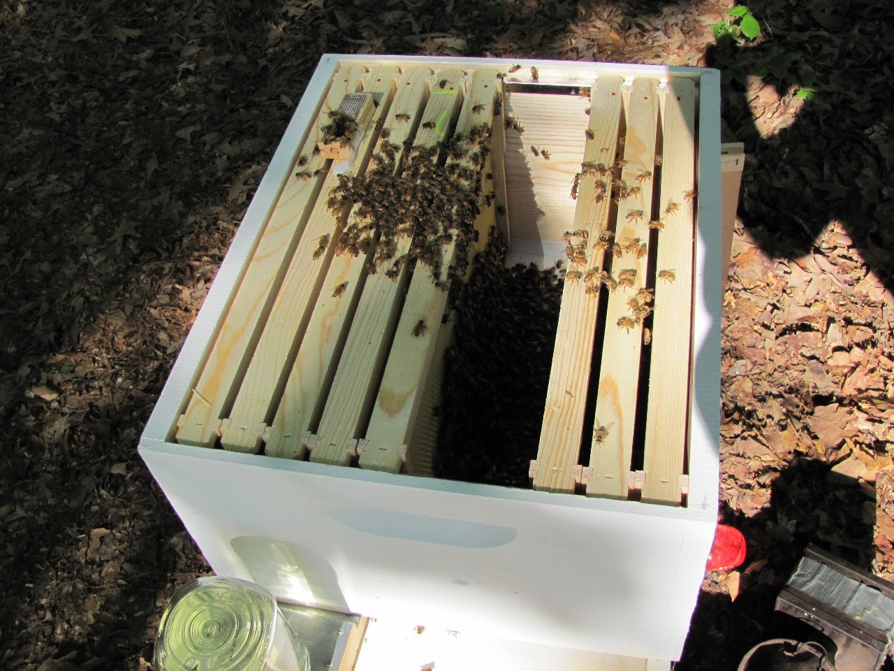 Aspen Honey Bees Box Bees for The Hall's