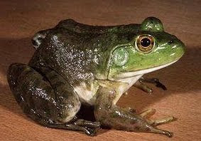 Raising Green Frog Katak Hijau  Animal husbandry