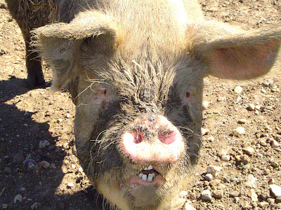 pigface_davidmaddison(DavidMaddison).jpg