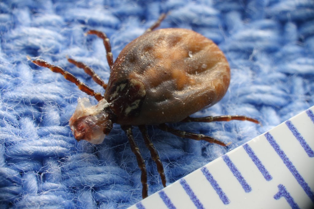 [Dog+Tick.jpg]
