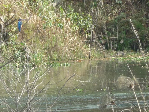 OverConnected  - Blogs de Asia - Sauraha y parque nacional de Chitwan - Nepal (22)