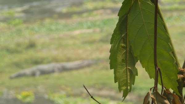 OverConnected  - Blogs de Asia - Sauraha y parque nacional de Chitwan - Nepal (27)
