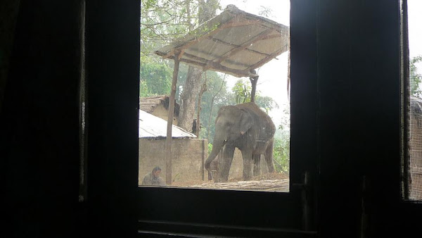 OverConnected  - Blogs de Asia - Sauraha y parque nacional de Chitwan - Nepal (30)