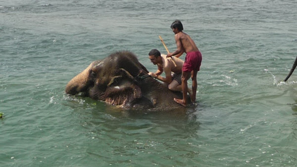 OverConnected  - Blogs de Asia - Sauraha y parque nacional de Chitwan - Nepal (33)