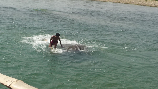 OverConnected  - Blogs de Asia - Sauraha y parque nacional de Chitwan - Nepal (35)