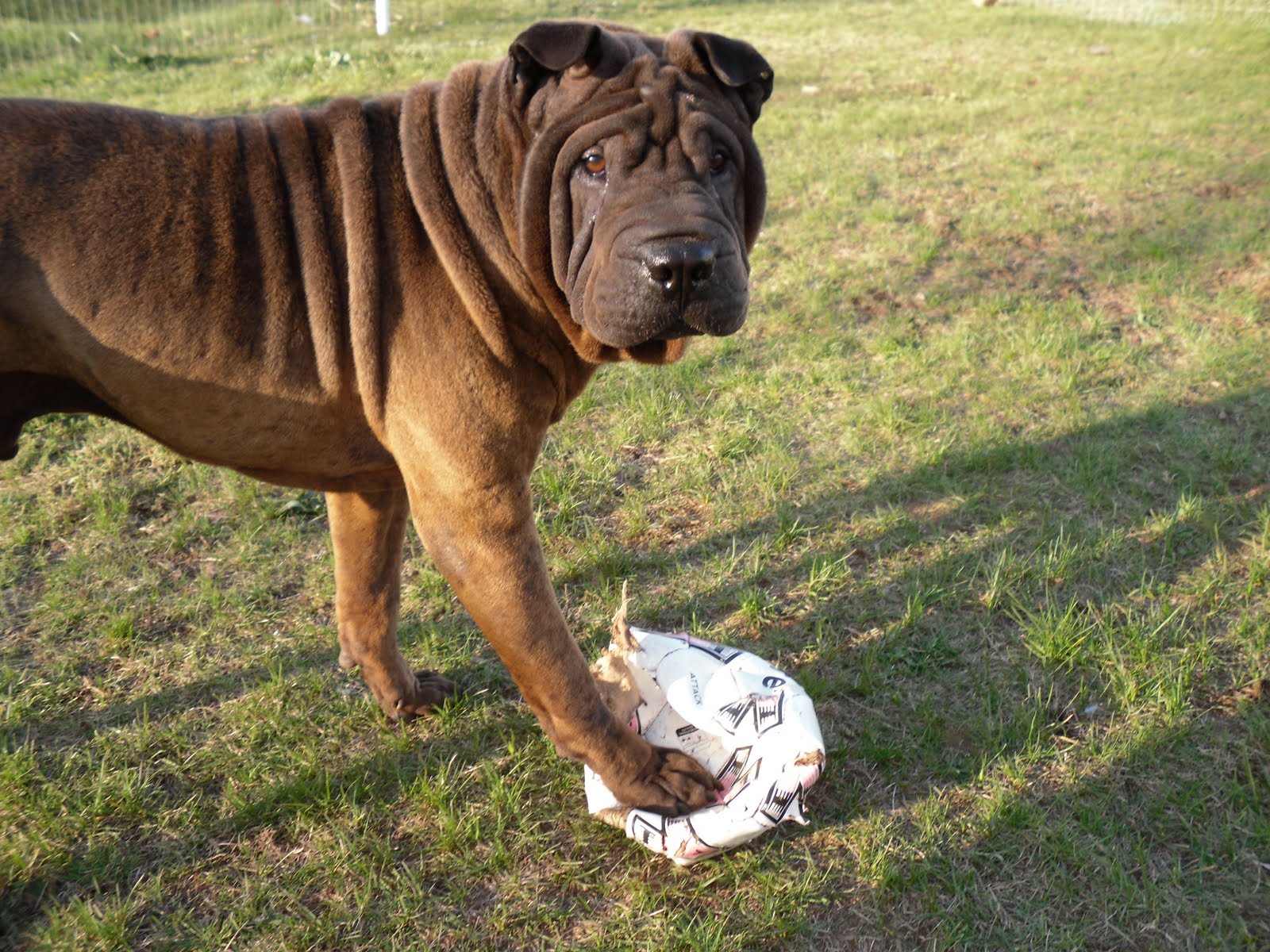 For The Love Of Shar Pei Pictures