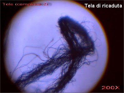 Filamento di ricaduta al microscopio (campione 1)