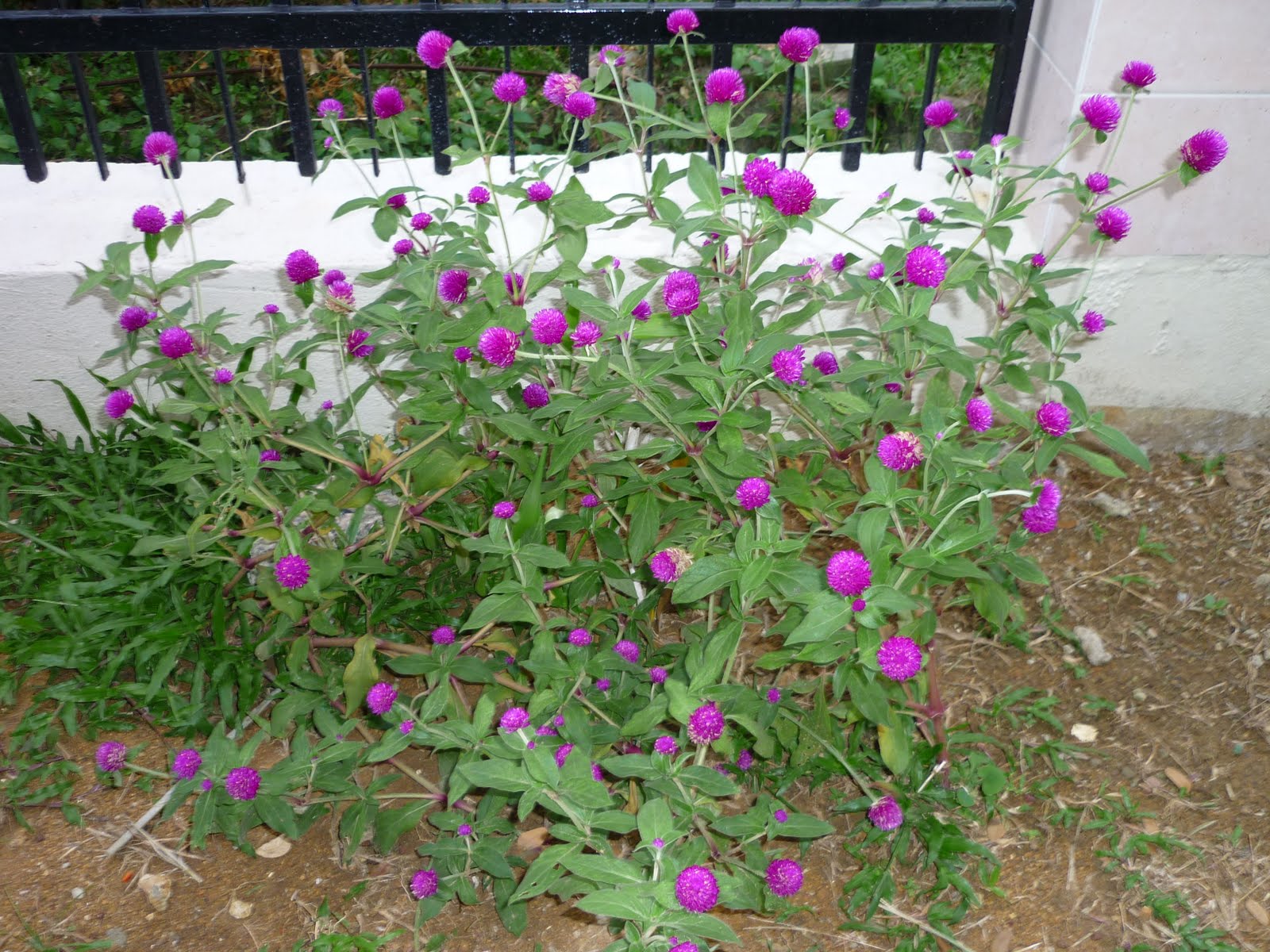 my Corner: My Gardening Experience :-)