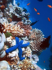 Coral Reefs of  Amoingon Coast