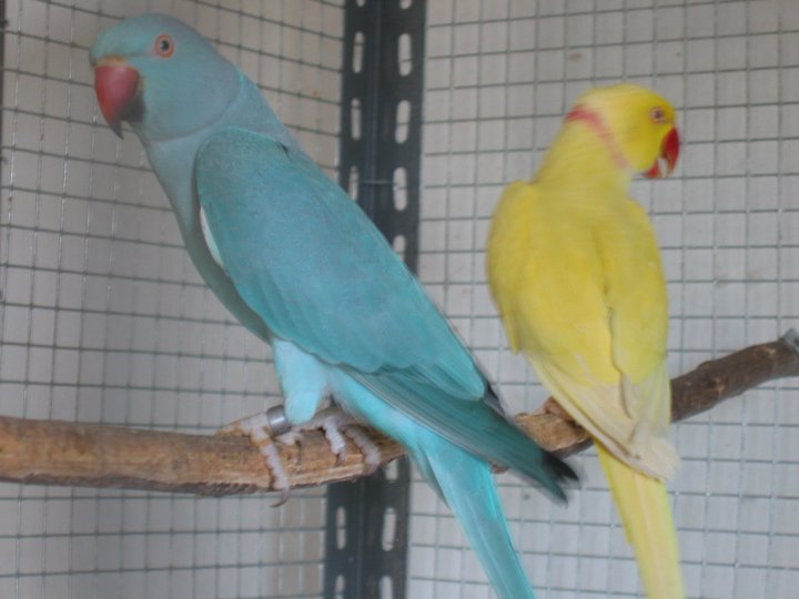 Parrots Lovers: Ringneck Parrots