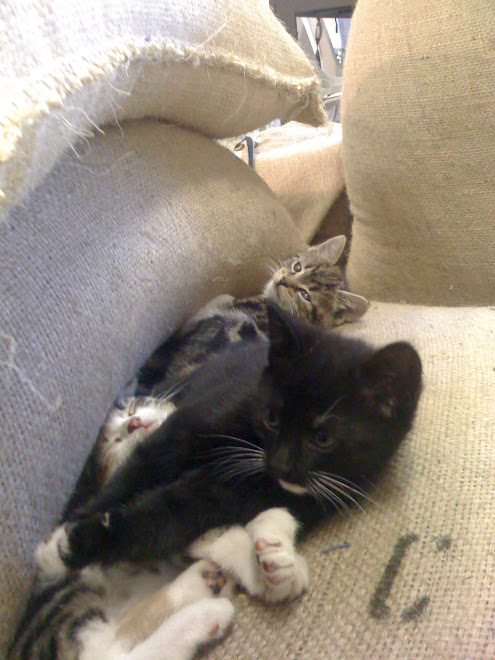 Kittens amongst the coffee sacks