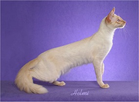 Red point Modern Siamese cat
