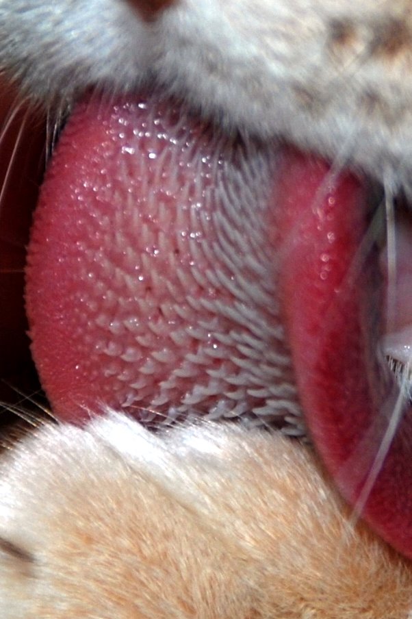 Cat's Tongue showing keratin spikes