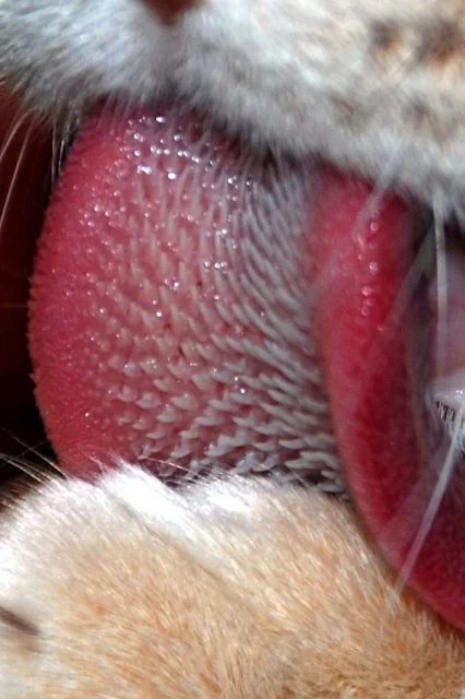 cats tongue showing the papillae close up