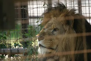 captive big cat