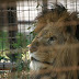 Exotic Big Cats for Sale