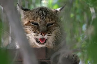 captive Bobcat