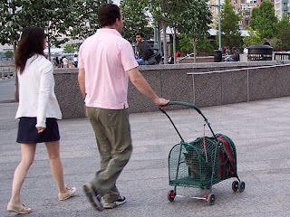 cat stroller