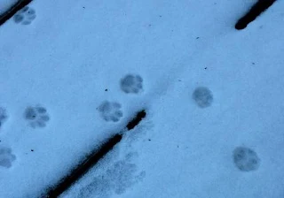 cat footprints in the snow
