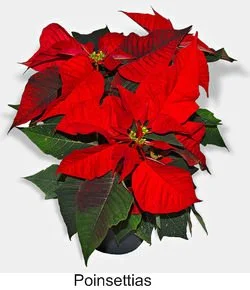 Poinsettias house plant poisonous to a cat