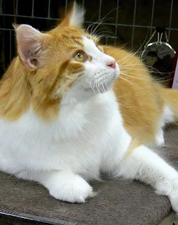 Maine Coon cat ginger and white