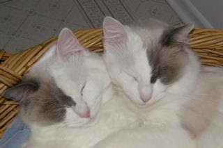 Ragdoll cats that are twins