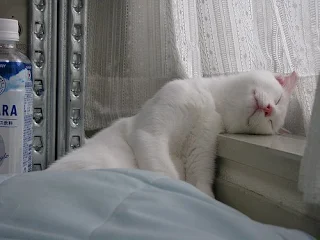white cat called Milk sleeping