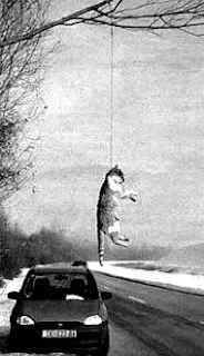 cat hanging from a tree cat cruelty