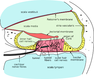 Cochlea cross section